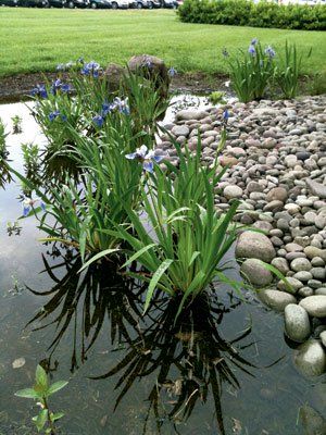 Harvest Rainwater, Rain Garden Design, Rain Gardens, Bog Garden, Pond Plants, Garden Steps, Rainwater Harvesting, Web Images, Ponds Backyard