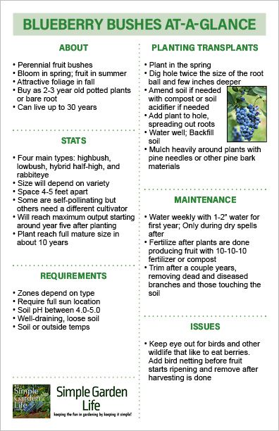 Blueberry Bushes At-A-Glance guide by simplegardenlife.com Holly Bushes In Landscaping, Blueberry Bush, Morning Glory Seeds, Seed Starting Soil, Growing Marigolds, Morning Glory Vine, Holly Bush, Growing Blueberries, Blueberry Plant