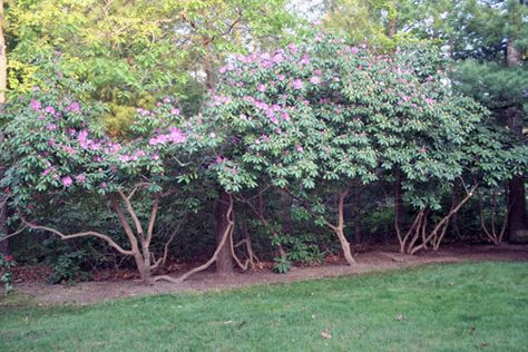 rhododendron limbup Trimming Rhododendron, Rhododendron Landscape Front Yard, Rhododendron Hedge, Rhododendron Tree, Pruning Rhododendrons, Understory Plants, Japanese Painted Fern, Oregon Landscape, Shade Loving Perennials