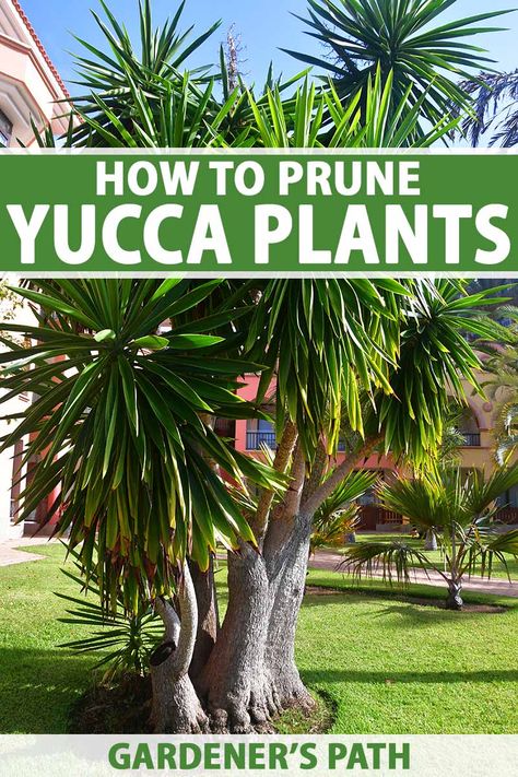 When and How to Prune a Yucca Plant | Gardener’s Path Yukka Plant, Yucca Plant Care, Yucca Tree, Vegetable Benefits, Yucca Plant, Hardiness Zones, Tree Pruning, Plant Cuttings, Replant