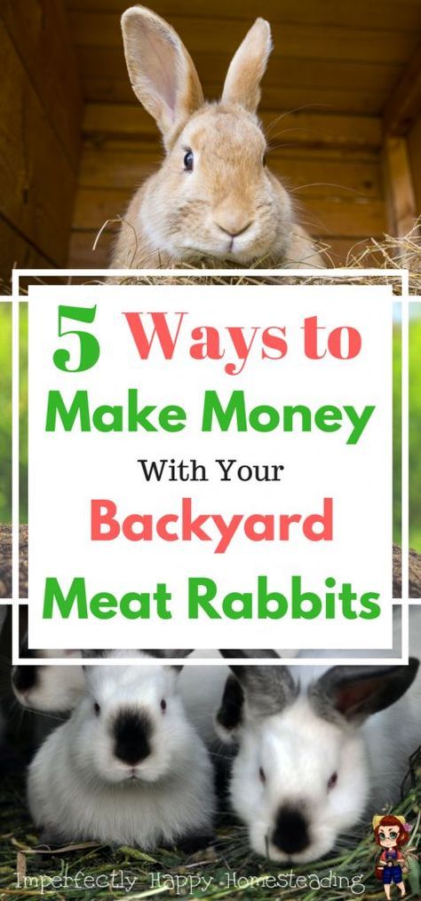 5 Ways to Make Money with Backyard Meat Rabbits. You can make an income and supplement your homestead and feed budgets. 5 simple ideas to help you make money with rabbits. Rabbit Farming, Micro Farming, Raising Rabbits For Meat, Raising Pigs, Rabbit Farm, Meat Rabbits, Raising Farm Animals, Raising Rabbits, Pygmy Goat