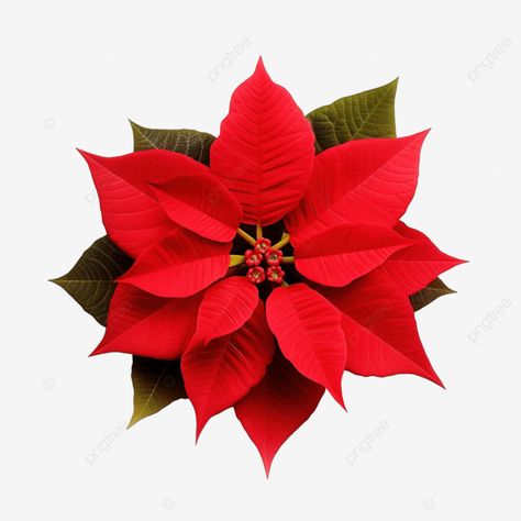 red poinsettia flower euphorbia pulcherrima nochebuena christmas flower poinsettia png Christmas Flowers Poinsettia, Poinsettia Illustration, Red Poinsettia, Poinsettia Flower, Transparent Image, Christmas Flowers, Christmas 2024, Png Christmas, Png Transparent