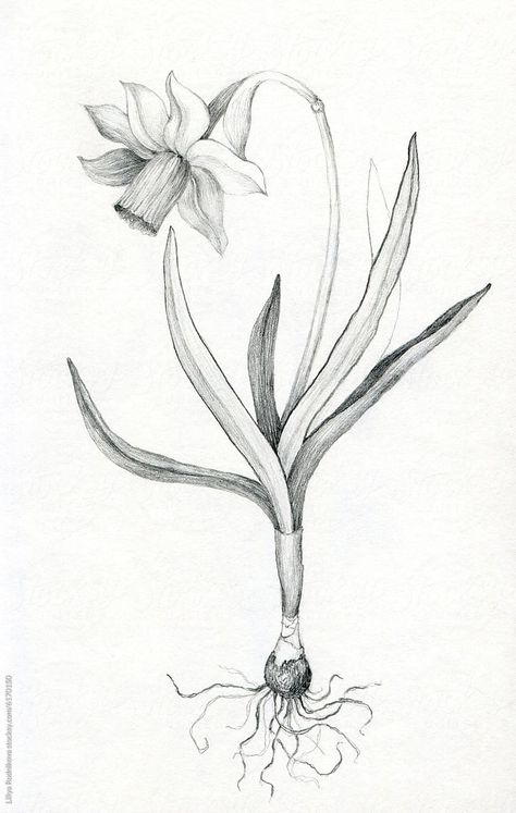 "Daffodil Drawing" by Stocksy Contributor "Liliya Rodnikova" - Stocksy Daffodil Botanical Illustration, Dafodill Flowers Drawing, Daffodils Drawing, Daffodil Drawing, Daffodil Flower, Sketchbook Art, Stippling, Sketchbook Art Inspiration, Pencil Sketch