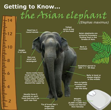 Getting to Know the Asian Elephant Writing Toolkit, Facts About Elephants, Zoo Signage, Elephant Quotes, Elephant Habitat, Animal Infographic, Wildlife Facts, Elephant Facts, Thailand Elephants