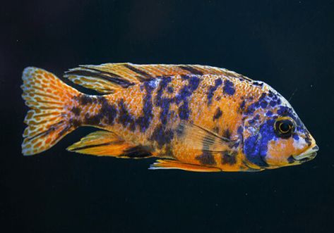 8 Peaceful Cichlids - Non-aggressive choices for a community tank Lake Malawi Cichlids, Cichlid Aquarium, Malawi Cichlids, Community Tanks, Tropical Freshwater Fish, African Cichlids, Snail Shell, Small Tank, Phish