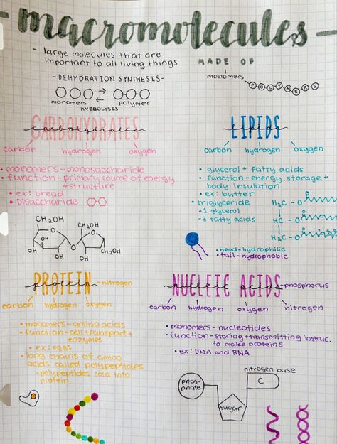 Macromolecules Biology, Freshman Highschool, Highschool Notes, Enzymes Biology, Cell Biology Notes, Notebook Study, Biochemistry Notes, Biology Projects, Nursing School Motivation