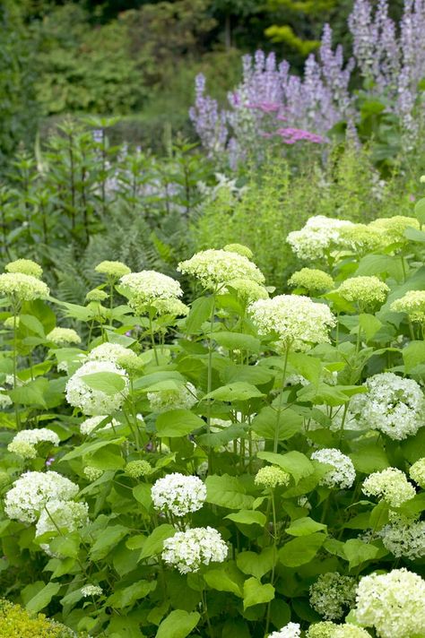 Find help & information on Hydrangea arborescens &s;Annabelle&s; hydrangea &s;Annabelle&s; Shrubs from the RHS Hydrangea Companion Plants, Hydrangea Annabelle, Bobo Hydrangea, Hydrangea Arborescens Annabelle, Hampton Court Palace Gardens, Annabelle Hydrangea, Hydrangea Arborescens, Companion Plants, Palace Garden