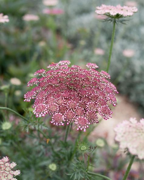 The Real Flower Company on Instagram: “One of our favourite blooms on the farm at the moment - Daucus carota or wild carrot 🥕” Wild Carrot Flower, Wild Carrot, Carrot Flowers, Daucus Carota, Flower Company, On The Farm, Real Flowers, The Farm, Wild Flowers