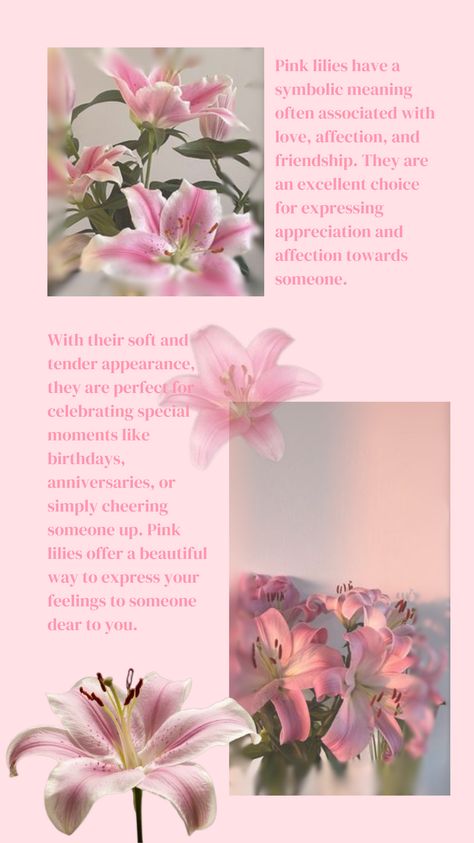 Pink Lily Flower Lily Flower Aesthetic, Lily Meaning, Green Bedroom Walls, Pink Lily Flower, Pink Lilies, Stargazer Lily, Green Bedroom, Bedroom Walls, Flower Quotes