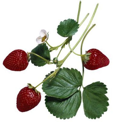 Strawberry Health Benefits, Strawberry Leaves, Simple Nutrition, Growing Strawberries, Png Aesthetic, Strawberry Plants, Red Leaves, Png Icons, Strawberries