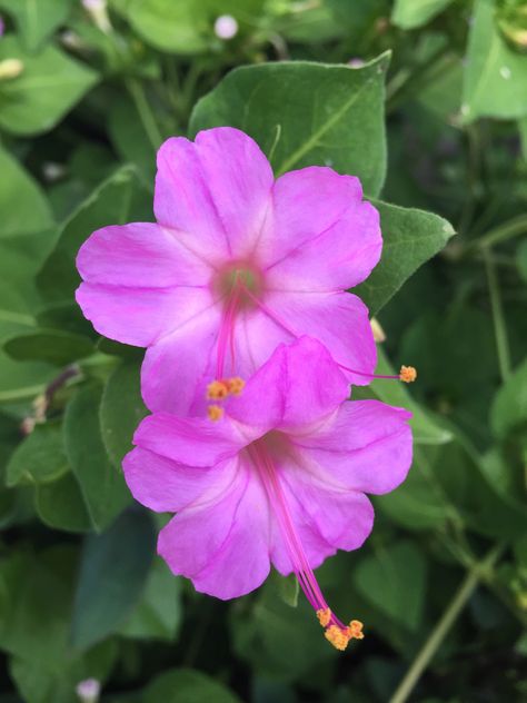 Four O Clock Flowers, Mirabilis Jalapa, Canna Bulbs, Clock Flower, Four O Clock, Magical Garden, Large Plants, All About Plants, Perennial Plants