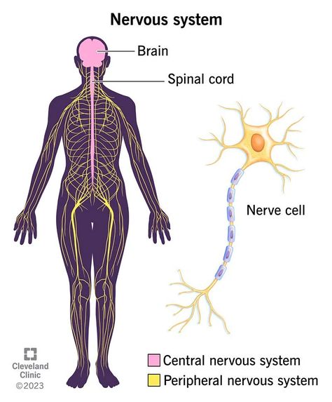 Nervous System: What It Is, Parts, Function & Disorders Parts Of Nervous System, Nervous System Drawing, Nervous System Projects, Pins And Needles Feeling, Nervous System Diagram, Reading Sentences, Nervous System Anatomy, Mermaid Stories, Body Massage Techniques