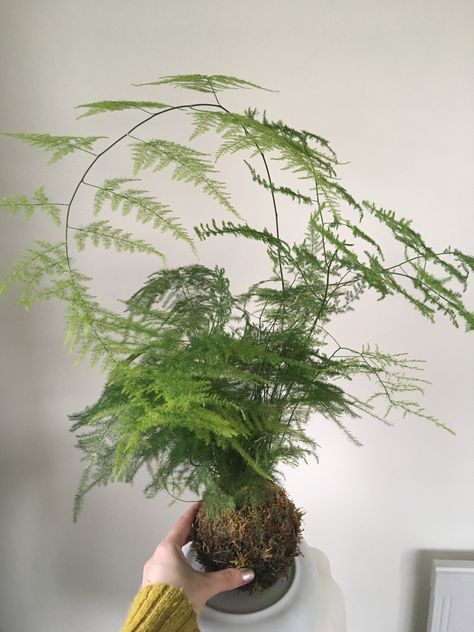 Beautiful Kokedama with Asparagus Fern String Garden, Electric Scissors, نباتات منزلية, Asparagus Fern, Plant Projects, Artificial Flowers And Plants, Moss Garden, Houseplants Indoor, Beautiful Plants