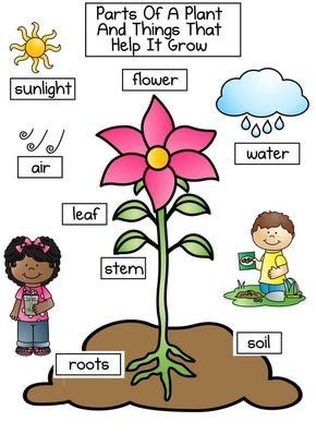 Gardening With Kids, دورة حياة النبات, Plants Kindergarten, Plant Lessons, Plants Worksheets, Kids Worksheet, Preschool Garden, Plant Activities, Planting For Kids