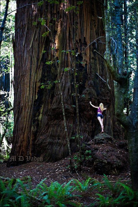 Coast Redwoods, Redwood National Park. Facts, Photos and Redwood Hiking Trails. Humboldt Redwoods State Park, Redwood National And State Parks, Sequoia Sempervirens, National Park Photography, Coast Redwood, Road Trip Places, Redwood National Park, Magical Tree, Hiking Photography