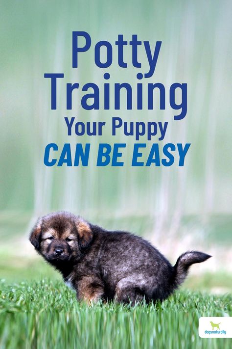 House Breaking A Puppy, How To Potty Train, House Training Puppies, Puppy House, Dog Behavior Problems, Dog Potty Training, Dog Training Treats, Potty Train, House Training Dogs