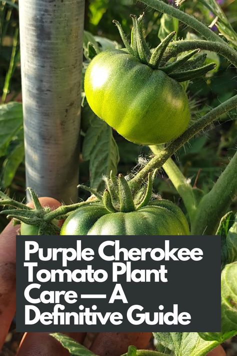 Discover the ultimate guide to Purple Cherokee Tomato plant care and unlock the secrets to thriving plants! Our comprehensive resource provides expert tips, step-by-step instructions, and essential techniques for nurturing these beautiful tomatoes. From soil preparation to watering schedules, disease prevention, and successful harvesting, we cover it all. Don't miss out on this definitive guide for tomato enthusiasts!  IG Photo by: oxfordshireherbandspice Purple Tomato, Varieties Of Tomatoes, Giving Flowers, Tomato Plant, Purple Plants, Bountiful Harvest, Soil Improvement, Disease Prevention, Tall Plants