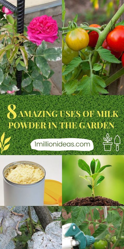 Milk powder contains some of every nutrient in the development of the human body. So, if you have excess milk powder, don’t throw them away! This is one of the most inexpensive methods but has a high effect on the garden. Watering plants with fresh milk will not only help your vegetable garden add fresh socks but the soil will be extremely fertile. Not only that, taking advantage of expired milk to water the plants will avoid waste. Vegetable Benefits, Watering Plants, Garden Watering, Milk Powder, Fresh Milk, Tomato Plants, Garden Tips, Planting Vegetables, The Human Body