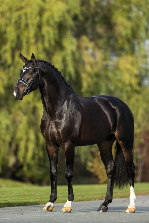 Black Warmblood Horse, Thourghbreds Horses, Free Rein Tv Show, Horses Images, Horses Aesthetic, Brown Horses, Largest Horse Breed, Dutch Warmblood, Warmblood Horses