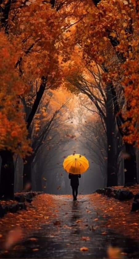 Autumn Rain, Autumn Magic, Walking In The Rain, Autumn Scenes, Autumn Scenery, Beautiful Images Nature, Clipuri Video, Fall Pictures, Beautiful Scenery Nature