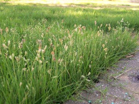 Cody buffalo grass is a low-water non-invasive native grass suitable for Tucson (UA master gardener program) Tucson Garden, Tall Fescue Lawn, Growing Grass From Seed, Planting Grass Seed, Fescue Lawn, Carol King, Planting Grass, Lawn Alternatives, Growing Grass