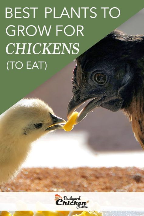 What To Grow For Chickens To Eat, Plants For Chickens To Eat, Herbs For Chickens To Eat, Plants To Grow For Chickens, Growing Chicken Feed, Chicken Live, What Can Chickens Eat, Plants For Chickens, Easy To Grow Plants