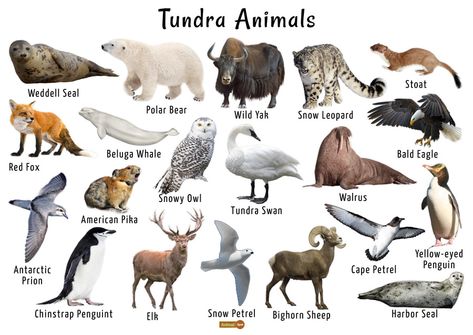 Tundra Biome Project, Antarctica Animals, Tundra Animals, Beruang Grizzly, Tundra Biome, Biome Project, Biomes Project, Animals List, Antarctic Animals