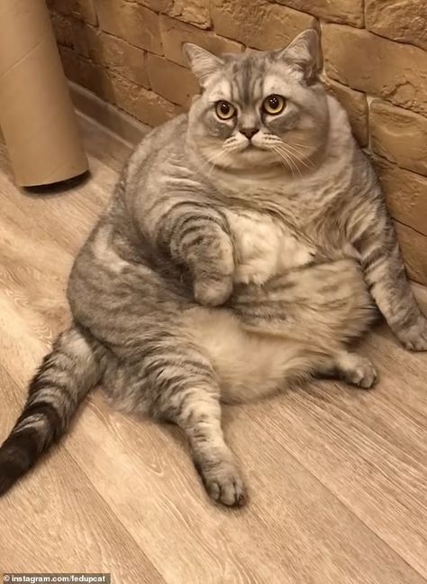 Russian owner of the world's fattest cat denies she's cruel | Daily Mail Online Grumpy Face, Fat Cat, Negative Comments, Daily Mail, Feline