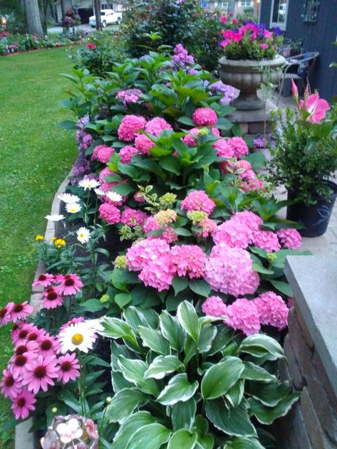 Peony Flower Bed Ideas, Peony Front Yard Landscaping, Flower Courtyard, Hydrangeas And Hostas, Peony Bed, Flower Garden Plans, Peony Garden, Front Garden Landscape, Front Yard Garden Design