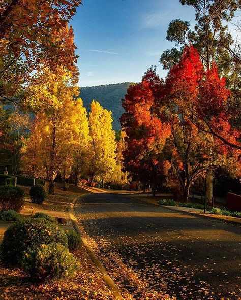 Bright, Victoria, Australia. Orange Prints, Matka Natura, Autumn Orange, Cellar Door, Have Inspiration, Autumn Scenes, Colorful Trees, Autumn Scenery, Autumn Beauty