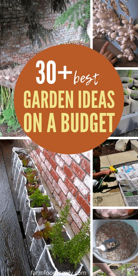 Temporary Garden Ideas, Low Budget Garden Ideas, Allotment Ideas Budget, Cheap Gardening Ideas, Apartment Homestead, House Garden Ideas, Cheap Garden Ideas, Cheap Gardening, Growing Seedlings