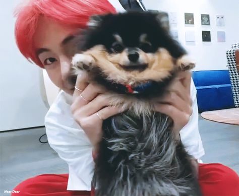 v #taehyung #kimtaehyung #taetae #bts #kpop 2018 yeontan gif Bts Dogs, Famous Dogs, V Bts Wallpaper, Teachers Pet, Fan Fiction, Bts Members, V Taehyung, Small Dog, Bts Bangtan Boy