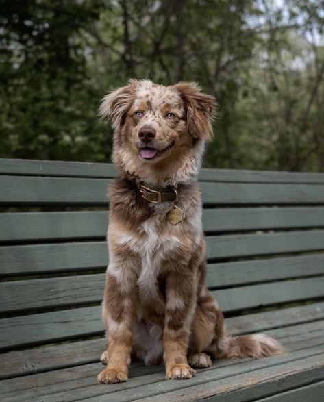 Aussie Shepherd Puppy, Mini Aussie Shepherd, Red Australian Shepherd, Mini Aussie Puppy, Red Merle Australian Shepherd, Unique Dog Breeds, Cute Small Dogs, Aussie Shepherd, Australian Shepherd Puppy