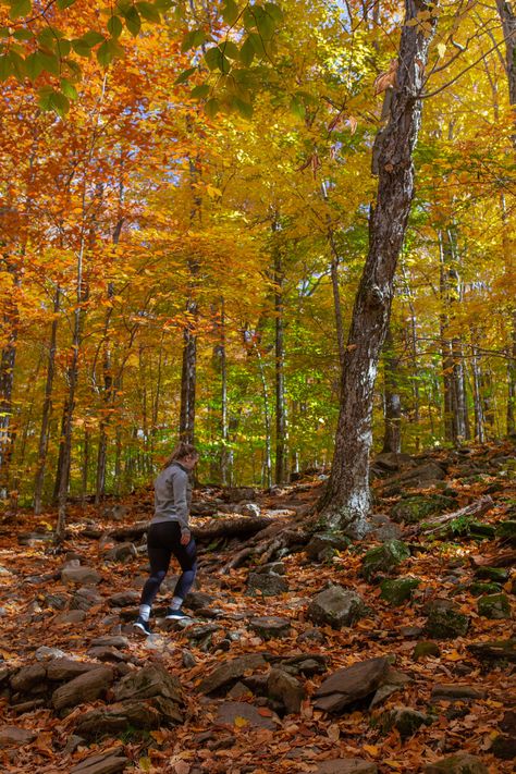 Catskills Aesthetic, Storm King Art Center, Catskills Ny, Storm King, Autumn Weekend, The Catskills, Bear Mountain, Local Brewery, Getaway Cabins