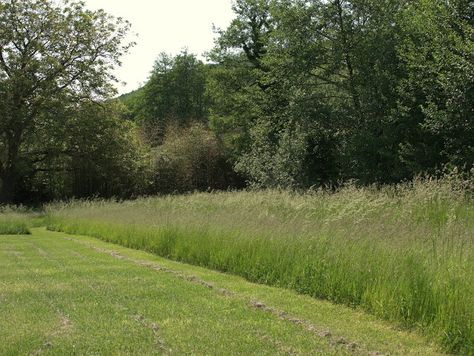 Matt Core, Mid Century Landscaping, Flower Meadows, Country Garden Design, Wild Flower Meadow, Grasses Landscaping, Wild Grass, Grasses Garden, Fence Landscaping