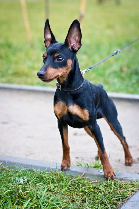 Miniature pinscher Mini Doberman Pincher, Minature Pincher, Perro Doberman Pinscher, Miniature Doberman Pinscher, Miniature Pincher, Miniature Doberman, Mini Pincher, Mini Doberman, Pincher Dog