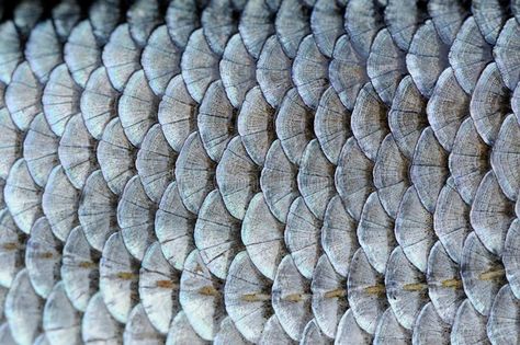 Real Roach Fish Scales Background. A close-up of roach (Rutilus rutilus) fish sc , #AFFILIATE, #Scales, #Background, #Fish, #Real, #Roach #ad Repeating Patterns In Nature, Fish Skin Texture, Texture Analysis, Fishes Drawing, Junk Kouture, Scale Armor, Marbles Images, Fish Scale Pattern, Fish Skin