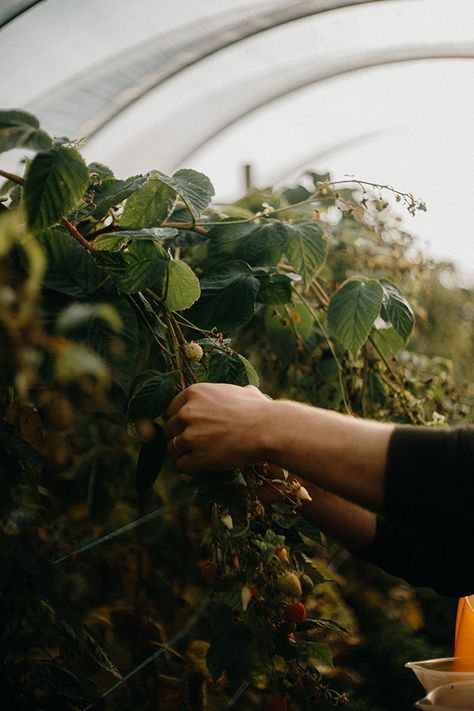 Organic Farming Aesthetic, Farm Product Photography, Organic Farming Photography, Desert Farm, Farm Branding, Farming Photography, Agriculture Photography, Fall Moodboard, Crows Nest