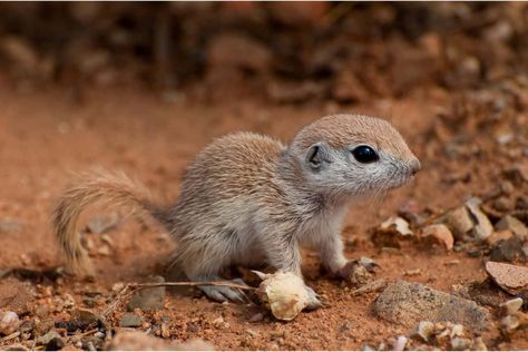 How To Get Rid Of Ground Squirrels - Crafty Little Gnome Get Rid Of Squirrels, Animals List, Ground Squirrel, Flying Squirrel, Mother Milk, List Of Animals, Baby Squirrel, How To Attract Birds, Cute Funny Babies