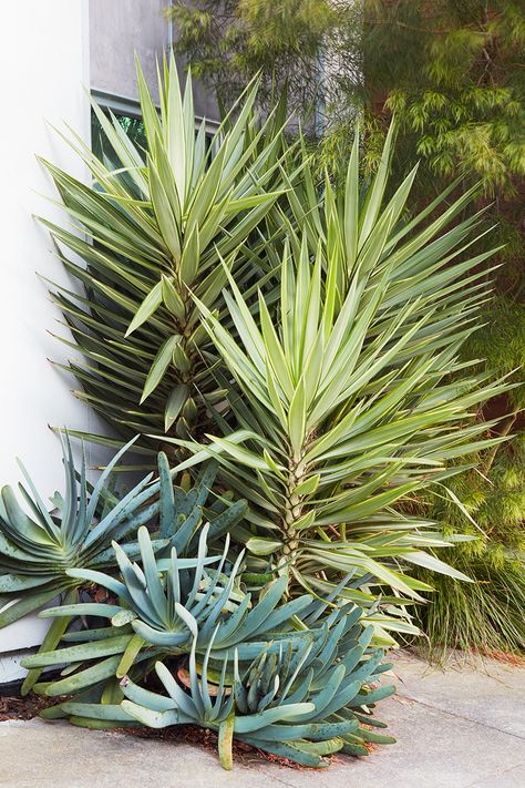 Everything Looks Like a Yucca! — Flora Grubb Gardens Fan Aloe, Yucca Gloriosa, Flora Grubb, Yucca Plant, Green Soap, Coastal California, Tall Flowers, Backyard Inspiration, Flower Spike