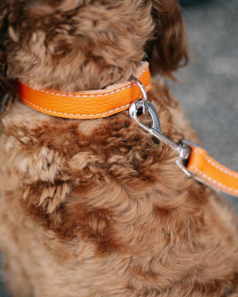 Orange looks vibrant and classy at the same time Dog Accessories Aesthetic, Aesthetic Orange, Accessories Aesthetic, Dog Lead, Dog Accessories, Dog Collar, Pet, Orange, Collar