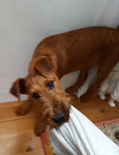 Cute Puppies And Kittens, Irish Terrier, Fluffy Puppies, Wire Fox Terrier, Really Cute Dogs, Cute Dog Pictures, Silly Animals, Fox Terrier, Dog Face