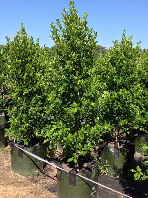 Ficus microcarpa var. hillii ‘Flash’ | Andreasens Green Wholesale Nurseries Ficus Nitida, Beach House Landscaping, Ficus Microcarpa, Weeping Fig, Beautiful Websites, House Landscaping, House Landscape, Small Trees, Garden Supplies