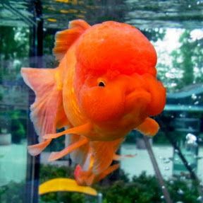 http://www.giobelkoicenter.com/2015/01/guide-to-make-easy-diy-aquaponics.html Goldfish, Fish Tank, Swimming, Fish, Orange, Water