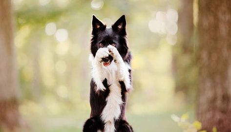 Cool Dog Tricks To Teach Your Dog, Advanced Dog Tricks, Easy Dog Tricks To Teach, Cool Tricks To Teach Your Dog, Dog Tricks List, Fun Dog Tricks, Border Collie Tricks, Fun Tricks To Teach Your Dog, Police Dog Breeds