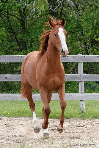 http://ashleynikole.hubpages.com/  American Quarter Horse Riding School, Rp Ideas, Barrel Horse, Types Of Horses, Horse Wallpaper, American Quarter Horse, Most Beautiful Horses, Horse World, Chestnut Horse