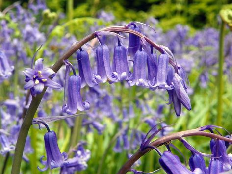 English Bluebells, Spring Perennials, Blue Flowers Garden, British Wild Flowers, Virginia Bluebells, Flower Garden Plans, Wood Sorrel, Blue Bell Flowers, Deciduous Trees