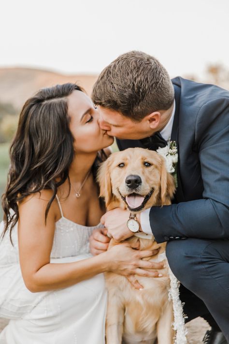 First Look With Dog Wedding, Dog Photography Golden Retrievers, Bridal Pictures With Dog, Dog And Wedding, Wedding With Dog Photos, Dog Wedding Ideas Receptions, Wedding Golden Retriever, Dog Wedding Photoshoot, Bridals With Dog