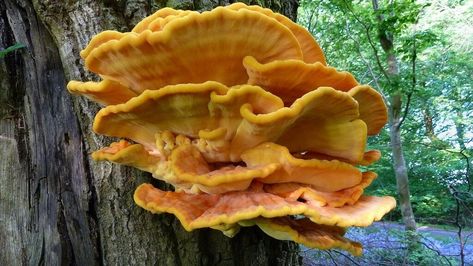 This Mushroom Tastes Just Like Chicken Wild Mushroom Recipes, Mushroom Guide, Wild Chicken, Creamy Vegan Pasta, Vegan Pasta Dish, Mushroom Species, Chicken Of The Woods, Orange Mushroom, Maitake Mushroom