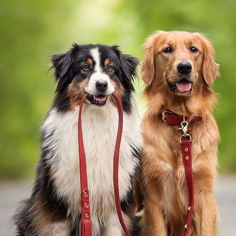 Seeing a golden retriever and an Australian Shepherd in the same picture makes me feel all warm and giddy heheheh 💞 Golden Retriever Australian Shepherd, Perros Golden Retriever, Chien Golden Retriever, Golden Retriever Mix, Luxury Dog Collars, Collars And Leashes, Australian Shepherd Dogs, Custom Dog Collars, Labrador Retriever Mix